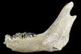 Irish Elk Jaw Section - Pleistocene, Germany #123491-2